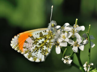 Anthocharis_cardamines_qtl_edit_by_bö.jpg