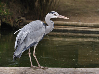Ardea_cinerea_qtl3.jpg