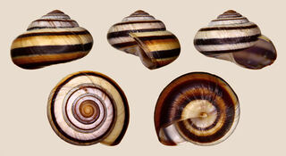 Asperitas_inquinata_penidae_01.JPG