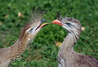 Cariama_cristata_Vienna2008.jpg