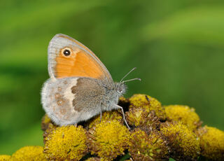 Coenonympha_pamphilus_qtl1.jpg