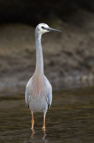 Egretta_novaehollandiae_-_Austins_Ferry.jpg