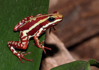 Epipedobates-tricolor-dreistreifen-baumsteiger.jpg
