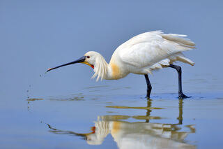 Eurasian_Spoonbill.jpg