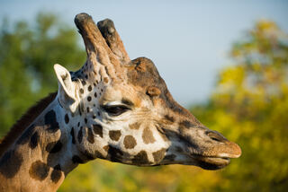 Giraffa_camelopardalis_head_(Profil).jpg