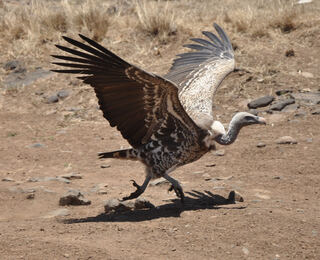 Gyps_rueppellii_-Nairobi_National_Park,_Kenya-8-4c.jpg