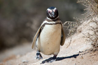 Magellanic_penguin,_Valdes_Peninsula,_e.jpg