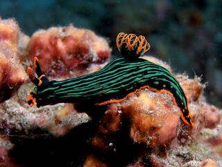 Nembrotha_kubaryana_(Nudibranch).jpg