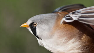 Panurus_biarmicus_male_portrait_01_(MK).jpg
