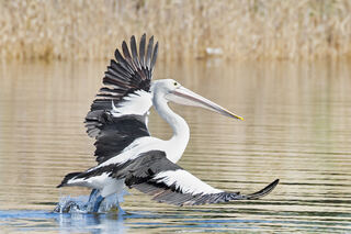 Pelecanus_conspicillatus_-_Austins_Ferry_pouncing_1.jpg