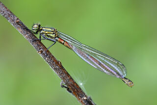 Pyrrhosoma_nymphula_qtl4.jpg
