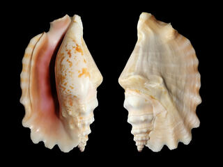 Strombus_sinuatus_2010_G1.jpg