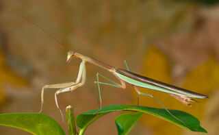Tenodera_sinensis_5_Luc_Viatour.jpg