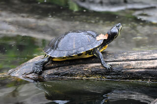 Yellow_Bellied_Slider_Basking.jpg